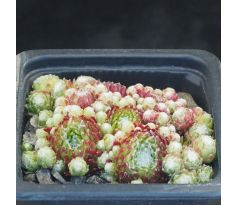 Sempervivum MINIERA