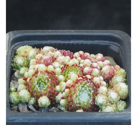 Sempervivum MINIERA