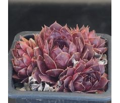 Sempervivum MOURJE