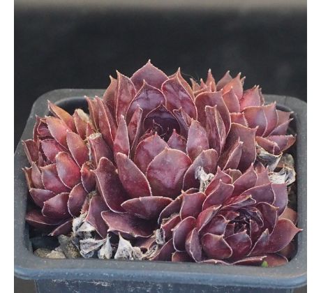 Sempervivum MOURJE