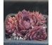Sempervivum MOURJE