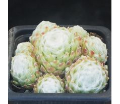 Sempervivum NEBEL