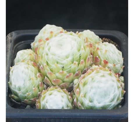 Sempervivum NEBEL