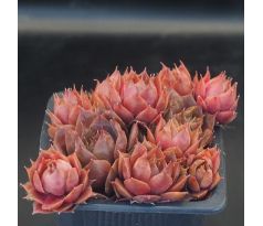 Sempervivum PLUM PARFAIT
