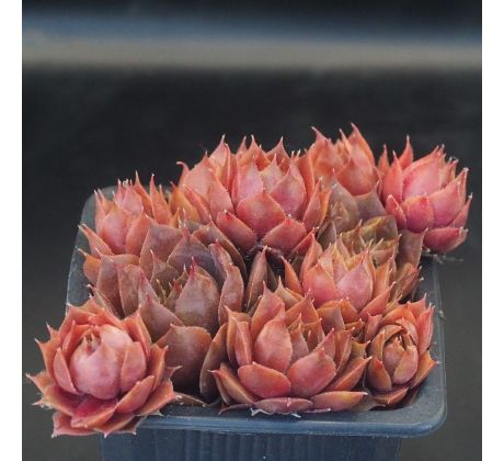 Sempervivum PLUM PARFAIT