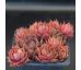 Sempervivum PLUM PARFAIT