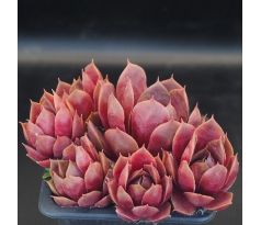 Sempervivum PLUTO