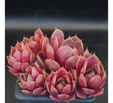 Sempervivum PLUTO