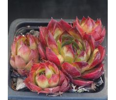 Sempervivum PYRENAICUM