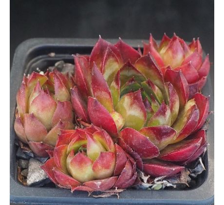 Sempervivum PYRENAICUM