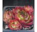 Sempervivum PYRENAICUM
