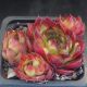Sempervivum PYRENAICUM