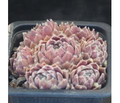 Sempervivum RASPBERRY ICE