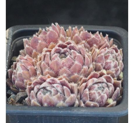 Sempervivum RASPBERRY ICE