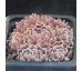 Sempervivum RASPBERRY ICE