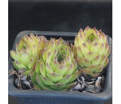 Sempervivum SEA GREEN