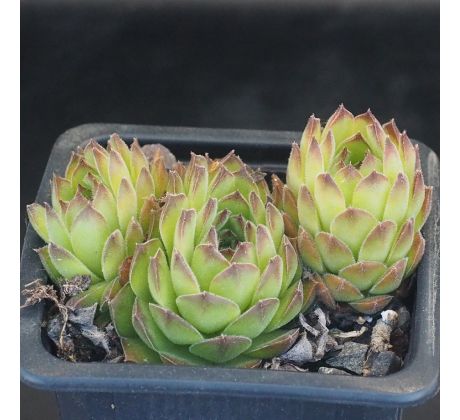 Sempervivum SEA GREEN