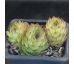 Sempervivum SEA GREEN