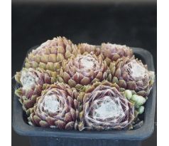 Sempervivum SILBERINA