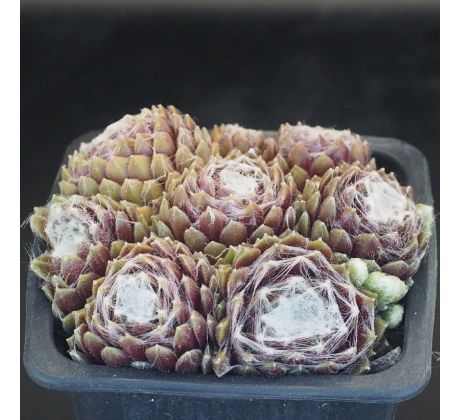 Sempervivum SILBERINA