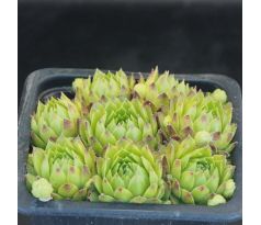Sempervivum ANTHERICUM