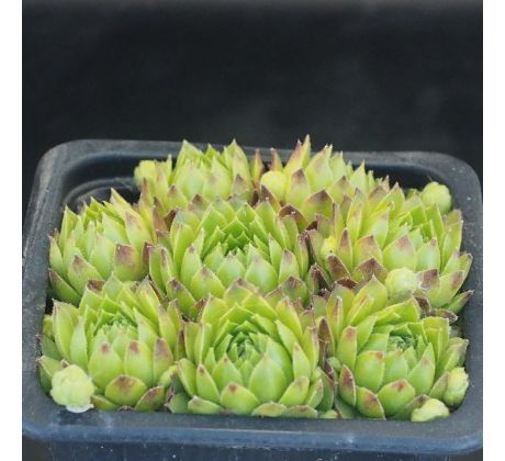 Sempervivum ANTHERICUM