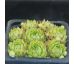 Sempervivum ANTHERICUM