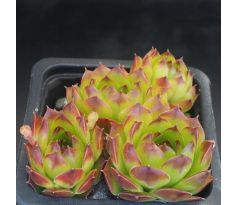 Sempervivum BALCANICUM