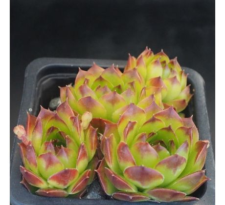 Sempervivum BALCANICUM