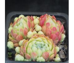 Sempervivum BOUTIGNYANUM