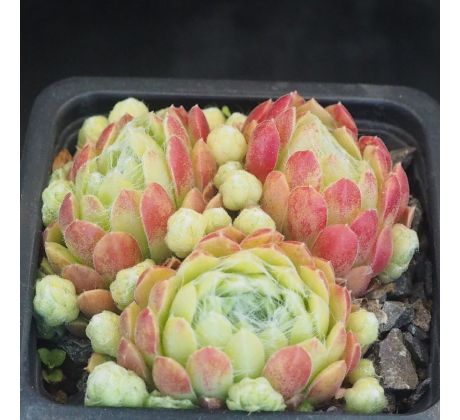 Sempervivum BOUTIGNYANUM