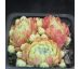 Sempervivum BOUTIGNYANUM