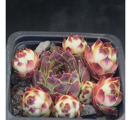 Sempervivum FR GUILLAUME