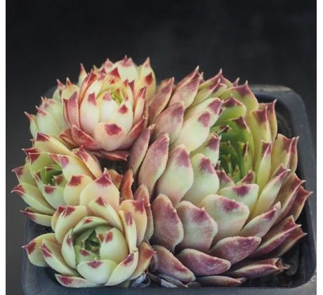 Sempervivum PINK PEARL