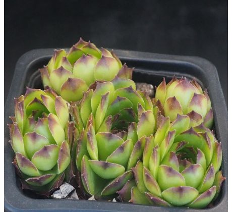 Sempervivum CANTABRICUM