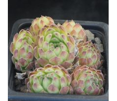 Sempervivum ERYTHRAEUM from Pirin Mts
