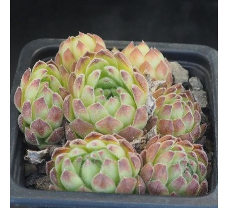 Sempervivum ERYTHRAEUM from Pirin Mts