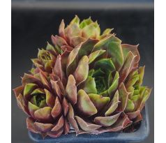 Sempervivum NETAGINATUM