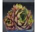 Sempervivum NETAGINATUM