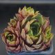 Sempervivum NETAGINATUM
