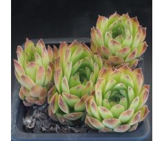 Sempervivum KINDINGERI