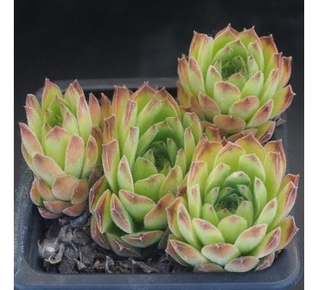 Sempervivum KINDINGERI