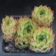 Sempervivum KINDINGERI