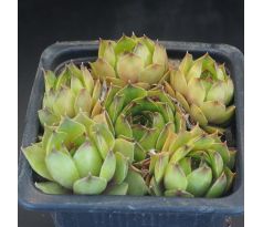Sempervivum ITALICUM