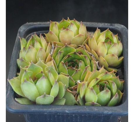 Sempervivum ITALICUM