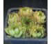 Sempervivum ITALICUM