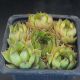 Sempervivum ITALICUM