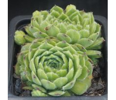 Sempervivum LILAFEE