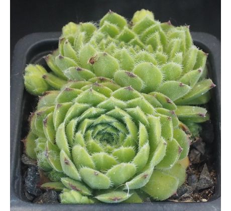 Sempervivum LILAFEE