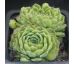 Sempervivum LILAFEE